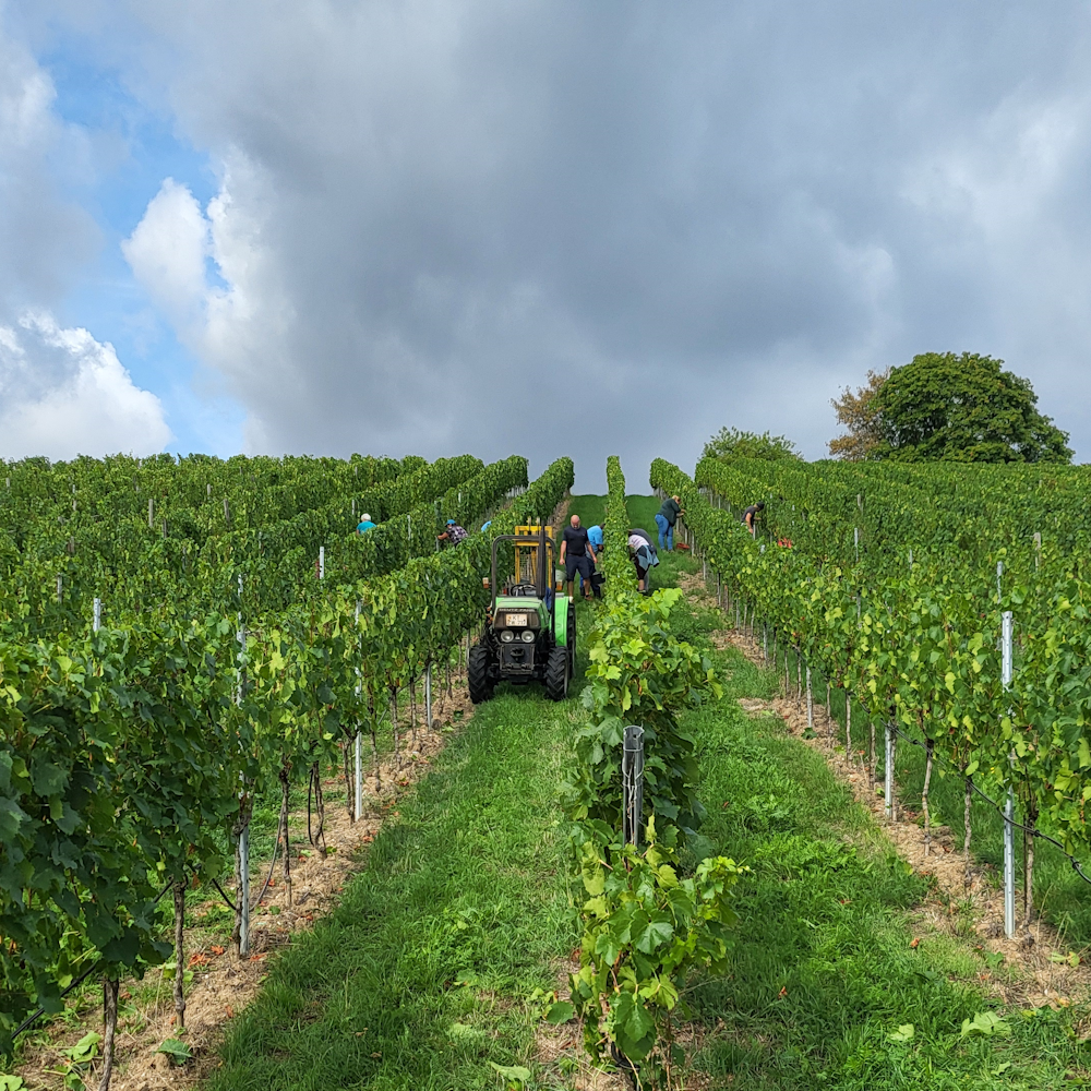 Unsere Weinberge