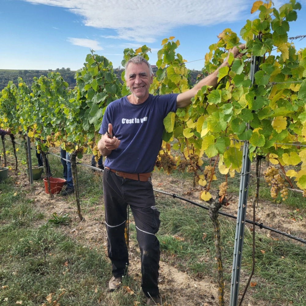 Winzermeister Bernhard ist sehr zufrieden mit dem Ertrag