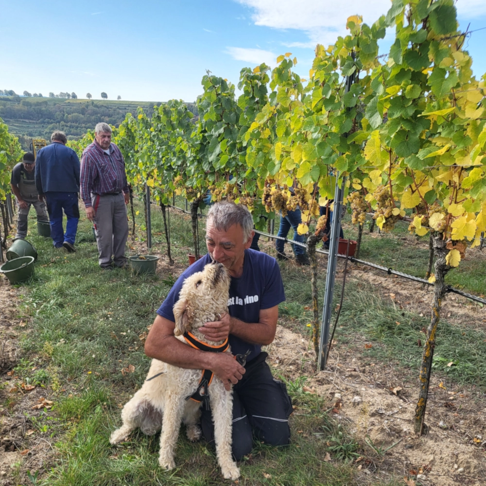 Ein Lob an den Weinlesehund, der das "Handlese-Rudel" immer schön zusammen hielt.